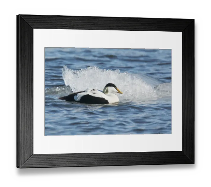 Framed Print : Common Eider (Somateria mollissima) adult male, breeding plumage, swimming on lake beside glacial iceberg Framed Print : Common Eider (Somateria mollissima) adult male, breeding plumage, swimming on lake beside glacial iceberg