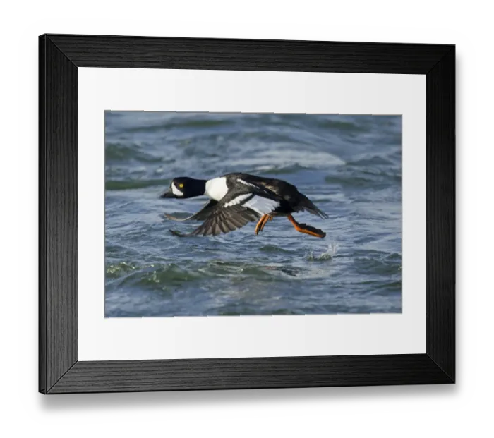 Framed Print : Barrows Goldeneye (Bucephala islandica) adult male, breeding plumage, taking off from water, Iceland, June Framed Print : Barrows Goldeneye (Bucephala islandica) adult male, breeding plumage, taking off from water, Iceland, June