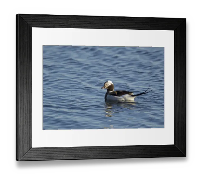 Framed Print : Long-tailed Duck (Clangula hyemalis) adult male, breeding plumage, swimming on lake, Lake Myvatn, Iceland, June Framed Print : Long-tailed Duck (Clangula hyemalis) adult male, breeding plumage, swimming on lake, Lake Myvatn, Iceland, June