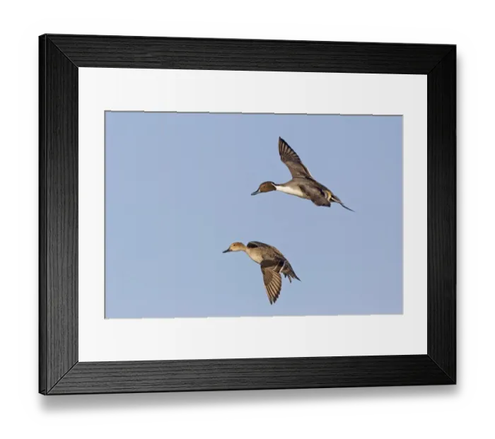 Framed Print : Northern Pintail (Anas acuta) adult pair, in flight, Slimbridge, Gloucestershire, England, December Framed Print : Northern Pintail (Anas acuta) adult pair, in flight, Slimbridge, Gloucestershire, England, December