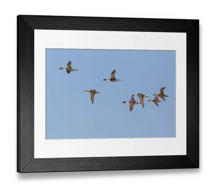 Framed Print : Northern Pintail (Anas acuta) adult males and females, in flight, Slimbridge, Gloucestershire, England, February Framed Print : Northern Pintail (Anas acuta) adult males and females, in flight, Slimbridge, Gloucestershire, England, February
