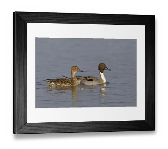 Framed Print : Northern Pintail (Anas acuta) adult pair, swimming, Slimbridge, Gloucestershire, England, March Framed Print : Northern Pintail (Anas acuta) adult pair, swimming, Slimbridge, Gloucestershire, England, March