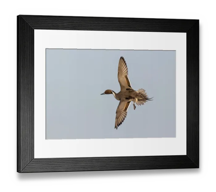 Framed Print : Western Marsh Harrier (Circus aeruginosus) adult male, in display flight, Sculthorpe Moor Nature Reserve Framed Print : Western Marsh Harrier (Circus aeruginosus) adult male, in display flight, Sculthorpe Moor Nature Reserve