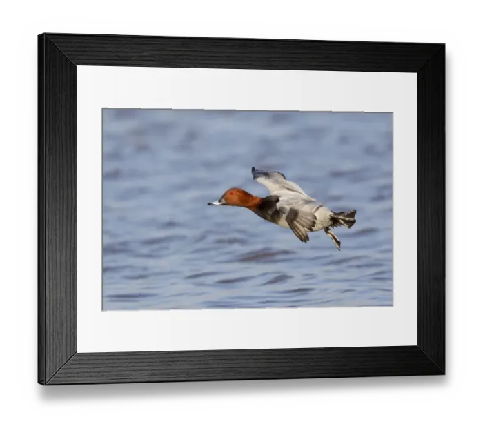 Framed Print : Common Pochard (Aythya ferina) adult male, in flight, landing on water, Slimbridge, Gloucestershire, England, January Framed Print : Common Pochard (Aythya ferina) adult male, in flight, landing on water, Slimbridge, Gloucestershire, England, January
