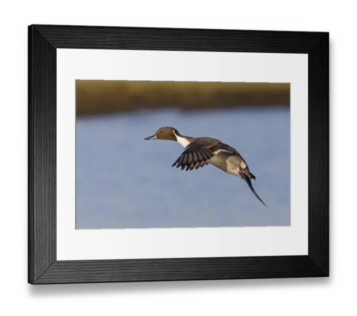 Framed Print : Northern Pintail (Anas acuta) adult male, in flight over water, Slimbridge, Gloucestershire, England, December