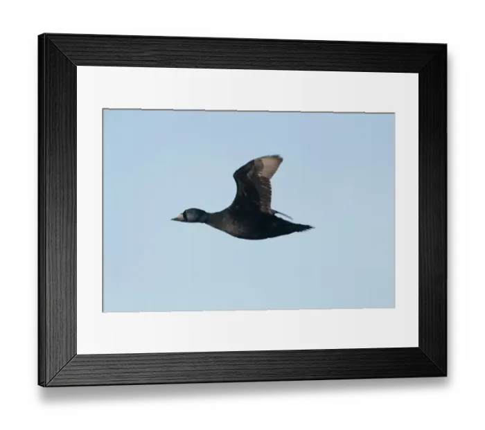 Framed Print : Common Scoter (Melanitta nigra) adult male, in flight, Iceland, June Framed Print : Common Scoter (Melanitta nigra) adult male, in flight, Iceland, June