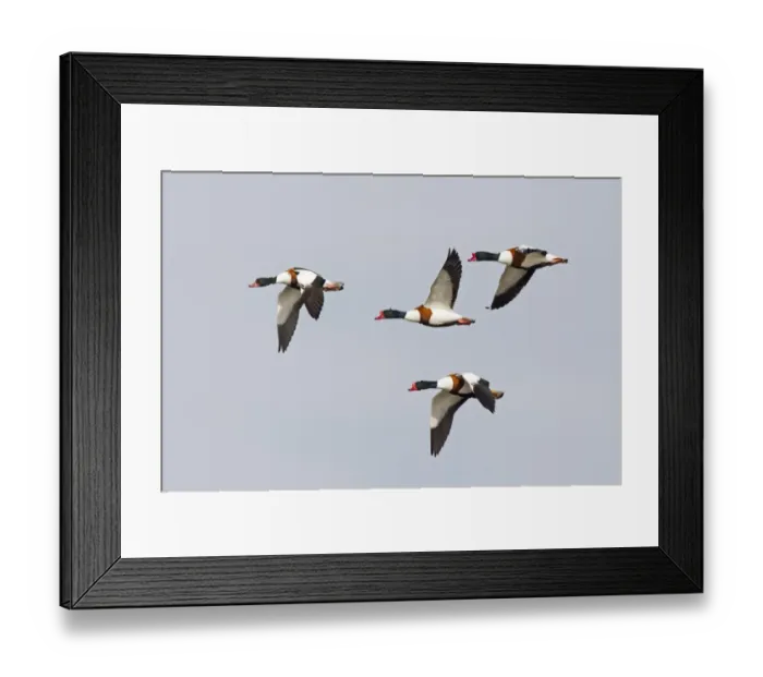 Framed Print : Common Shelduck (Tadorna tadorna) three adult males and one adult female, in flight, Slimbridge, Gloucestershire Framed Print : Common Shelduck (Tadorna tadorna) three adult males and one adult female, in flight, Slimbridge, Gloucestershire