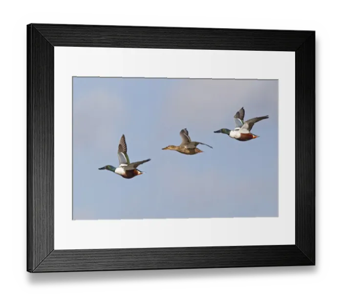Framed Print : Northern Shoveler (Anas clypeata) two adult males and one adult female, in flight, Slimbridge, Gloucestershire