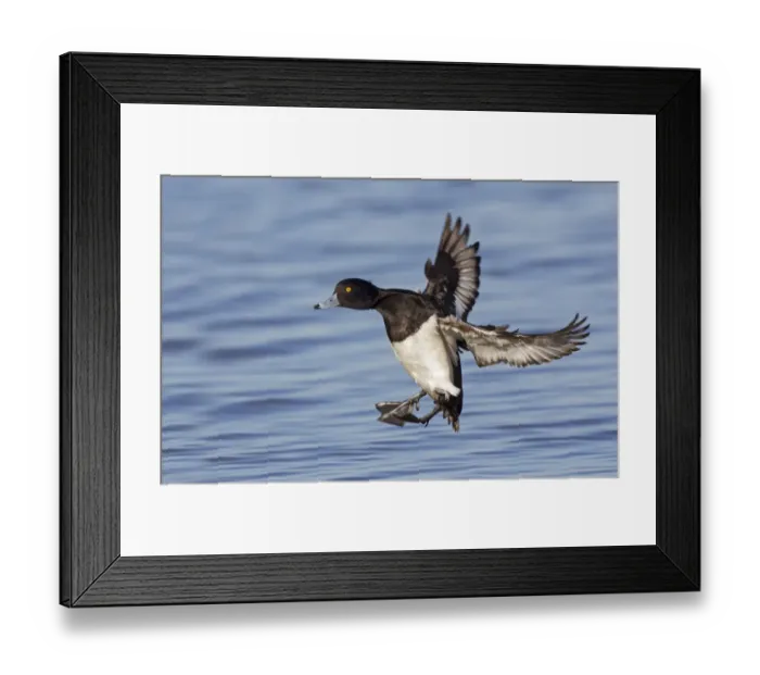 Framed Print : Tufted Duck (Aythya fuligula) adult male, in flight, landing on water, Slimbridge, Gloucestershire, England, February Framed Print : Tufted Duck (Aythya fuligula) adult male, in flight, landing on water, Slimbridge, Gloucestershire, England, February