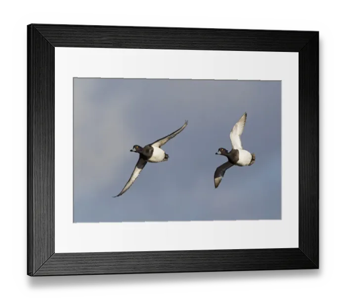 Framed Print : Tufted Duck (Aythya fuligula) two adult males, in flight, Slimbridge, Gloucestershire, England, January Framed Print : Tufted Duck (Aythya fuligula) two adult males, in flight, Slimbridge, Gloucestershire, England, January