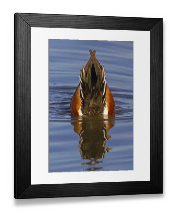 Framed Print : Northern Shoveler (Anas clypeata) adult male, upending, feeding with head submerged under water, Slimbridge Framed Print : Northern Shoveler (Anas clypeata) adult male, upending, feeding with head submerged under water, Slimbridge