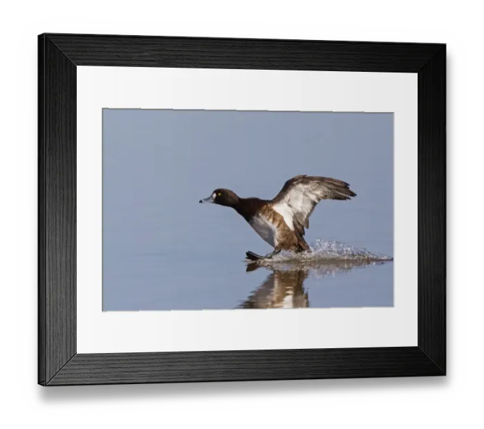 Framed Print : Tufted Duck (Aythya fuligula) adult female, landing on water, Slimbridge, Gloucestershire, England, February Framed Print : Tufted Duck (Aythya fuligula) adult female, landing on water, Slimbridge, Gloucestershire, England, February