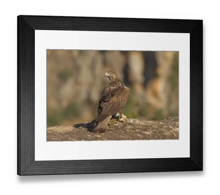 Framed Print : Bonellis Eagle (Aquila fasciata) adult, feeding on European Rabbit (Oryctolagus cuniculus) prey, Castilla y Leon Framed Print : Bonellis Eagle (Aquila fasciata) adult, feeding on European Rabbit (Oryctolagus cuniculus) prey, Castilla y Leon