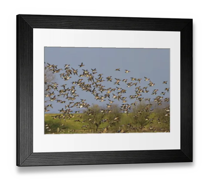 Framed Print : Eurasian Wigeon (Anas penelope) flock, in flight, Slimbridge, Gloucestershire, England, February Framed Print : Eurasian Wigeon (Anas penelope) flock, in flight, Slimbridge, Gloucestershire, England, February