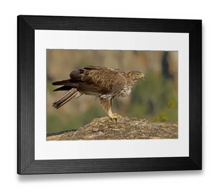 Framed Print : Bonellis Eagle (Aquila fasciata) adult, feeding on European Rabbit (Oryctolagus cuniculus) prey, Castilla y Leon Framed Print : Bonellis Eagle (Aquila fasciata) adult, feeding on European Rabbit (Oryctolagus cuniculus) prey, Castilla y Leon