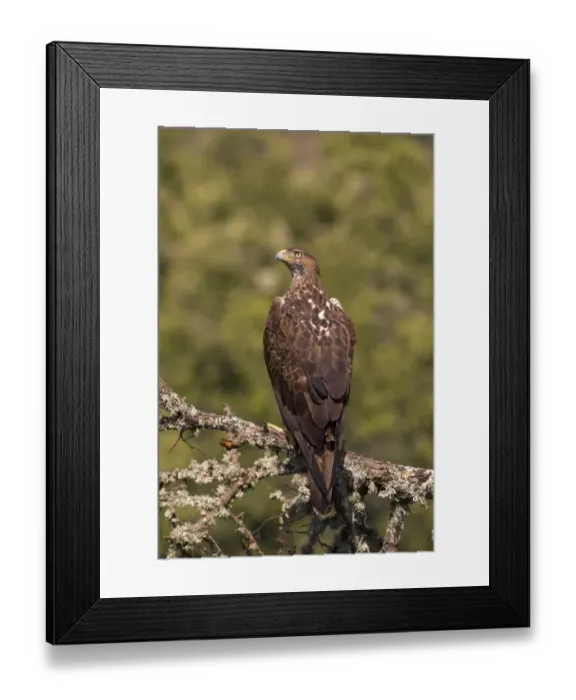 Framed Print : Bonellis Eagle (Aquila fasciata) adult, perched on branch, Castilla y Leon, Spain, May