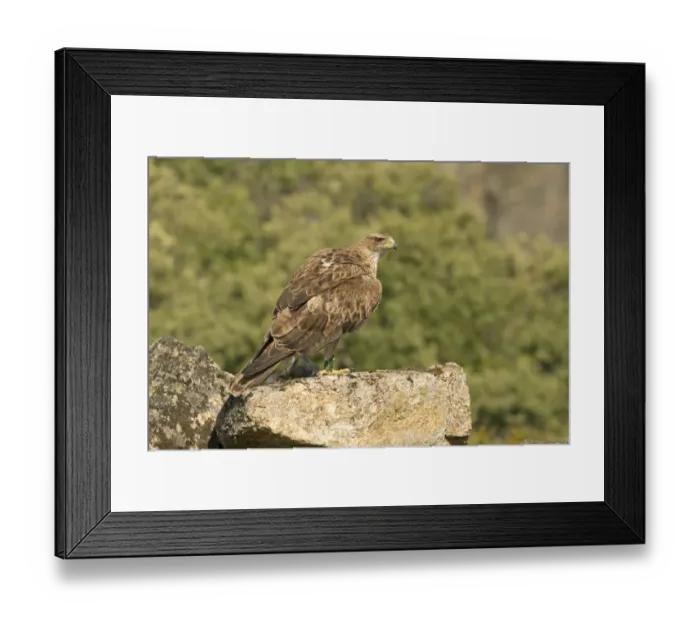 Framed Print : Bonellis Eagle (Aquila fasciata) immature, with numbered leg band, feeding on European Rabbit (Oryctolagus cuniculus) Framed Print : Bonellis Eagle (Aquila fasciata) immature, with numbered leg band, feeding on European Rabbit (Oryctolagus cuniculus)