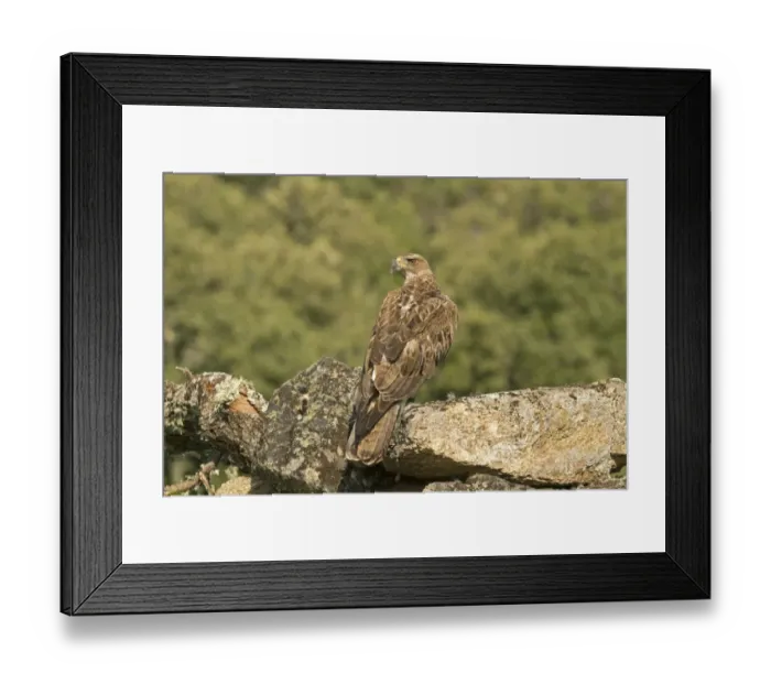 Framed Print : Bonellis Eagle (Aquila fasciata) immature, standing on rock with fur from European Rabbit (Oryctolagus cuniculus) prey Framed Print : Bonellis Eagle (Aquila fasciata) immature, standing on rock with fur from European Rabbit (Oryctolagus cuniculus) prey