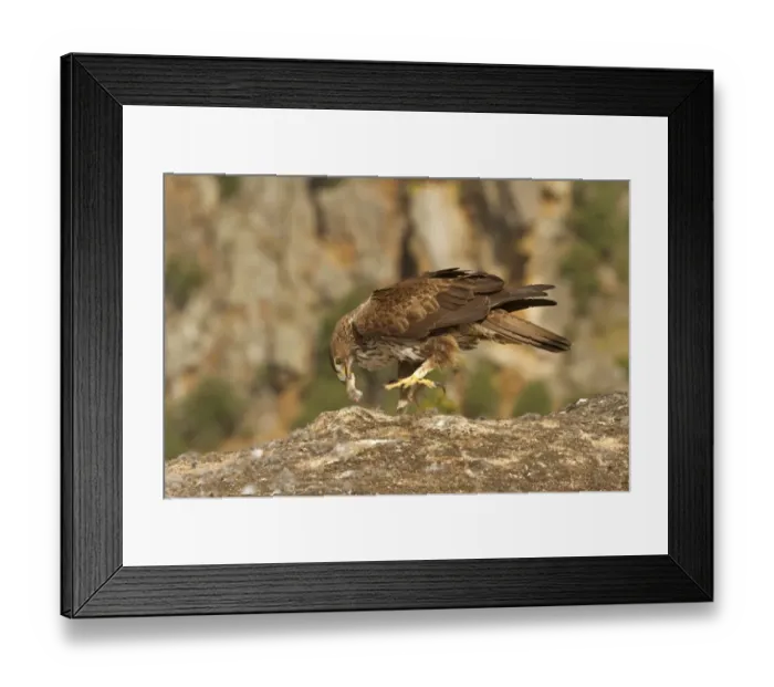 Framed Print : Bonellis Eagle (Aquila fasciata) adult, feeding on European Rabbit (Oryctolagus cuniculus) prey, Castilla y Leon Framed Print : Bonellis Eagle (Aquila fasciata) adult, feeding on European Rabbit (Oryctolagus cuniculus) prey, Castilla y Leon