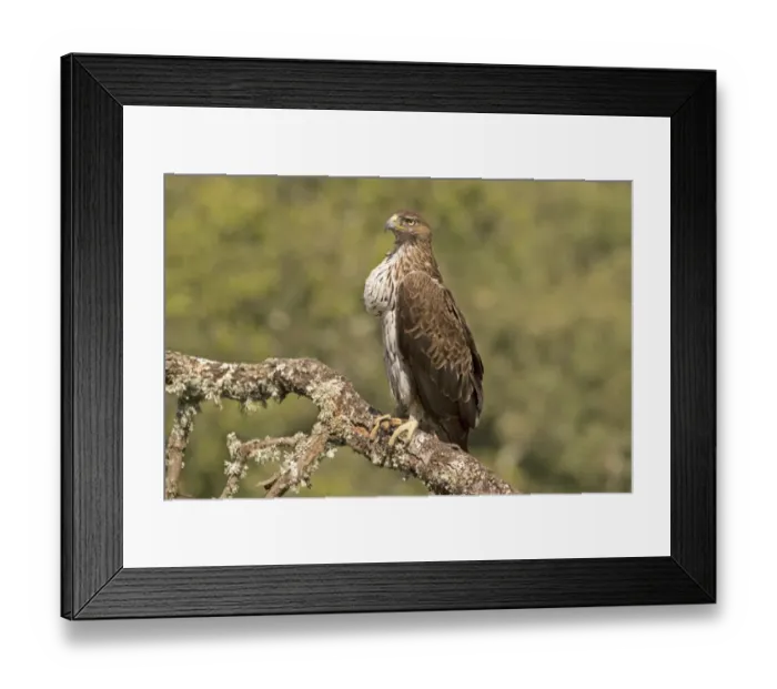 Framed Print : Bonellis Eagle (Aquila fasciata) adult, with full crop, perched on branch, Castilla y Leon, Spain, May Framed Print : Bonellis Eagle (Aquila fasciata) adult, with full crop, perched on branch, Castilla y Leon, Spain, May
