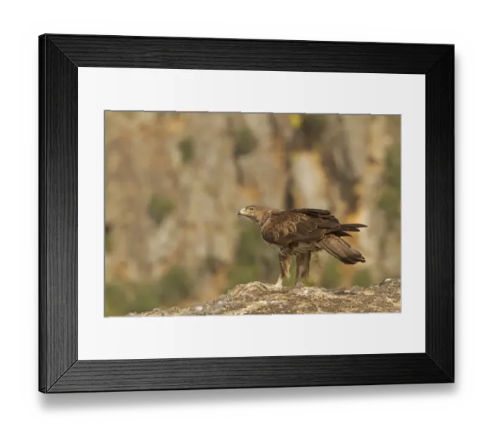 Framed Print : Bonellis Eagle (Aquila fasciata) adult, standing on rock with fur from European Rabbit (Oryctolagus cuniculus) prey