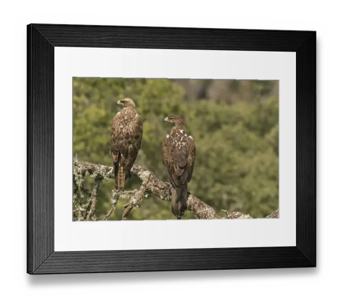 Framed Print : Bonellis Eagle (Aquila fasciata) immature and adult, perched on branch, Castilla y Leon, Spain, May Framed Print : Bonellis Eagle (Aquila fasciata) immature and adult, perched on branch, Castilla y Leon, Spain, May