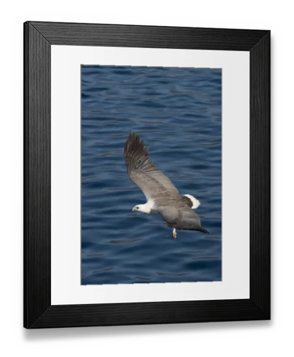 Framed Print : White-bellied Fish-eagle (Haliaeetus leucogaster) adult, in flight over sea, Horseshoe Bay, Rinca Island, Komodo N. P Framed Print : White-bellied Fish-eagle (Haliaeetus leucogaster) adult, in flight over sea, Horseshoe Bay, Rinca Island, Komodo N. P