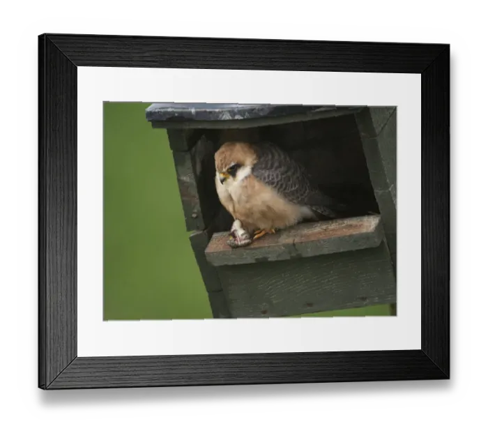 Framed Print : Red-footed Falcon (Falco vespertinus) adult female, with frog prey in talons, perched at nestbox entrance Framed Print : Red-footed Falcon (Falco vespertinus) adult female, with frog prey in talons, perched at nestbox entrance