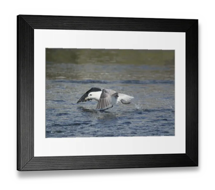 Framed Print : Northern Fulmar (Fulmarus glacialis) adult, taking off, running across surface of water, Iceland, June Framed Print : Northern Fulmar (Fulmarus glacialis) adult, taking off, running across surface of water, Iceland, June