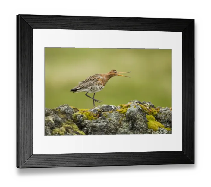 Framed Print : Black-tailed Godwit (Limosa limosa) adult, breeding plumage, calling, standing on volcanic rocks, Iceland, June Framed Print : Black-tailed Godwit (Limosa limosa) adult, breeding plumage, calling, standing on volcanic rocks, Iceland, June