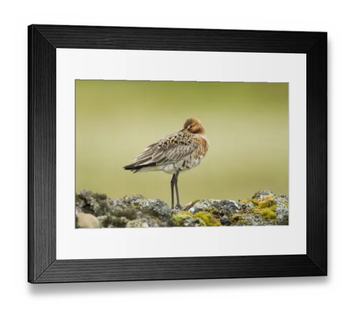 Framed Print : Black-tailed Godwit (Limosa limosa) adult, breeding plumage, with beak tucked under wing, standing on volcanic rocks Framed Print : Black-tailed Godwit (Limosa limosa) adult, breeding plumage, with beak tucked under wing, standing on volcanic rocks