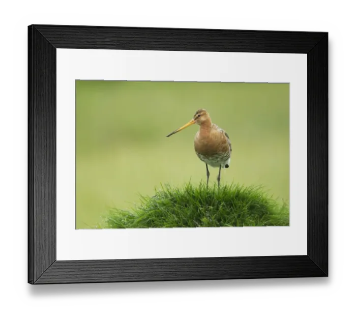 Framed Print : Black-tailed Godwit (Limosa limosa) adult, breeding plumage, standing on grassy mound, Iceland, June Framed Print : Black-tailed Godwit (Limosa limosa) adult, breeding plumage, standing on grassy mound, Iceland, June