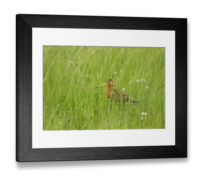Framed Print : Black-tailed Godwit (Limosa limosa) adult, breeding plumage, standing amongst long grass in meadow, Iceland, June Framed Print : Black-tailed Godwit (Limosa limosa) adult, breeding plumage, standing amongst long grass in meadow, Iceland, June