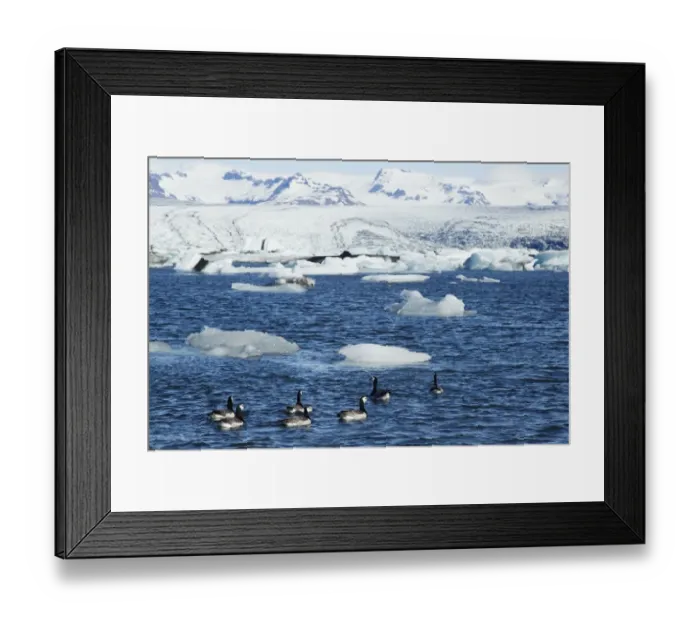 Framed Print : Barnacle Goose (Branta leucopsis) seven adults, swimming on lake habitat with glacial icebergs, Jokulsarlon Lagoon Framed Print : Barnacle Goose (Branta leucopsis) seven adults, swimming on lake habitat with glacial icebergs, Jokulsarlon Lagoon