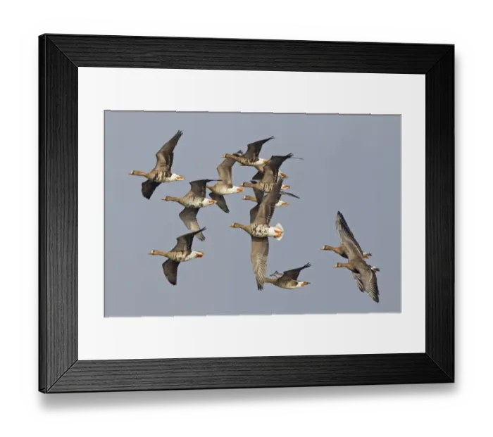 Framed Print : White-fronted Goose (Anser albifrons albifrons) twelve adults, in flight, Slimbridge, Gloucestershire, England, March Framed Print : White-fronted Goose (Anser albifrons albifrons) twelve adults, in flight, Slimbridge, Gloucestershire, England, March