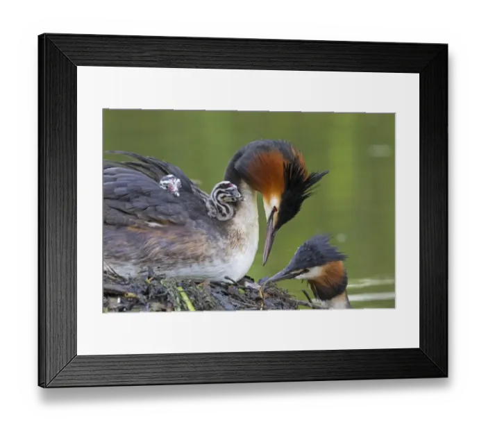 Framed Print : Great Crested Grebe (Podiceps cristatus) adult pair with chicks, parent offering fish to chick on back of other parent