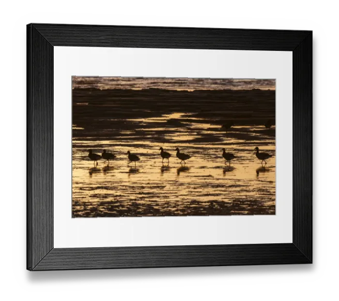 Framed Print : Brent Goose (Branta bernicla) flock, feeding on estuary at low tide, silhouetted at sunrise, Medway Estuary, Shellness Framed Print : Brent Goose (Branta bernicla) flock, feeding on estuary at low tide, silhouetted at sunrise, Medway Estuary, Shellness