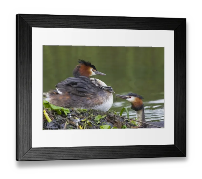 Framed Print : Great Crested Grebe (Podiceps cristatus) adult pair with chick, parent offering fish to chick on back of other parent Framed Print : Great Crested Grebe (Podiceps cristatus) adult pair with chick, parent offering fish to chick on back of other parent