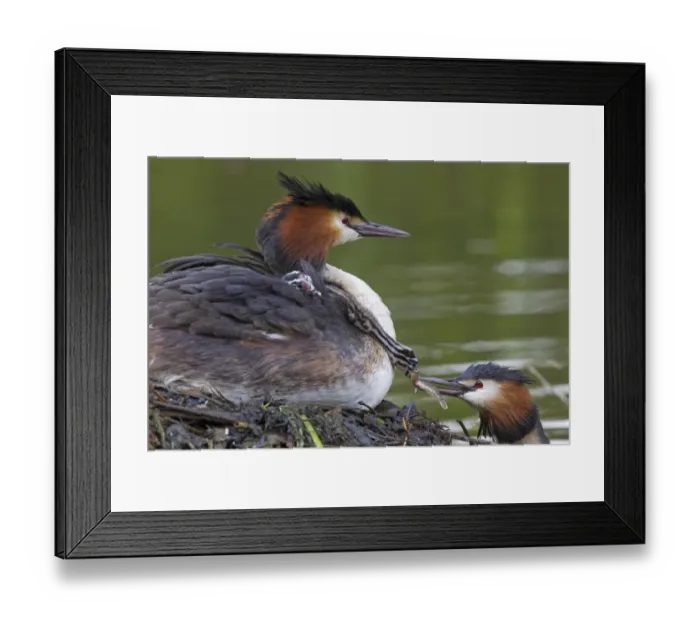 Framed Print : Great Crested Grebe (Podiceps cristatus) adult pair with chicks, parent offering fish to chick on back of other parent Framed Print : Great Crested Grebe (Podiceps cristatus) adult pair with chicks, parent offering fish to chick on back of other parent