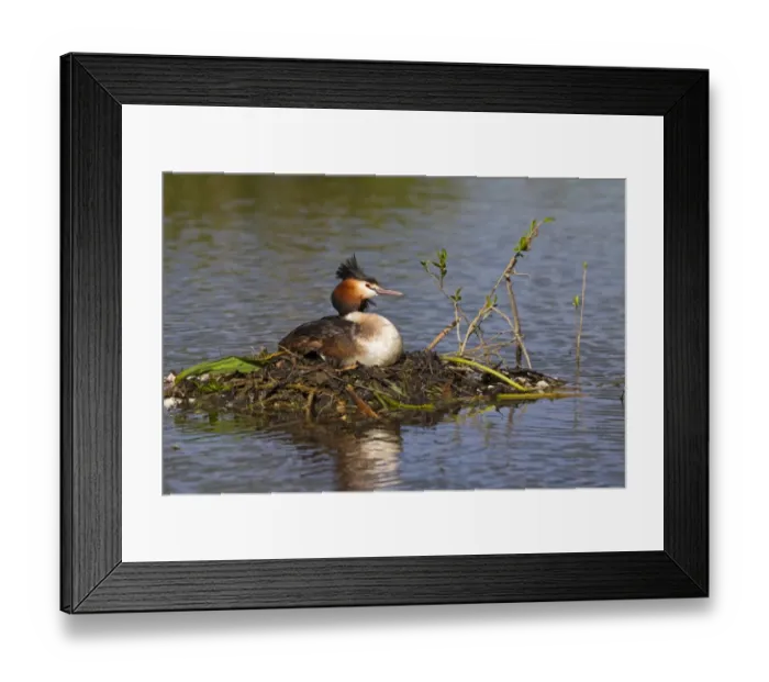 Framed Print : Great Crested Grebe (Podiceps cristatus) adult, sitting at nest on river backwater, River Thames, Berkshire, England Framed Print : Great Crested Grebe (Podiceps cristatus) adult, sitting at nest on river backwater, River Thames, Berkshire, England
