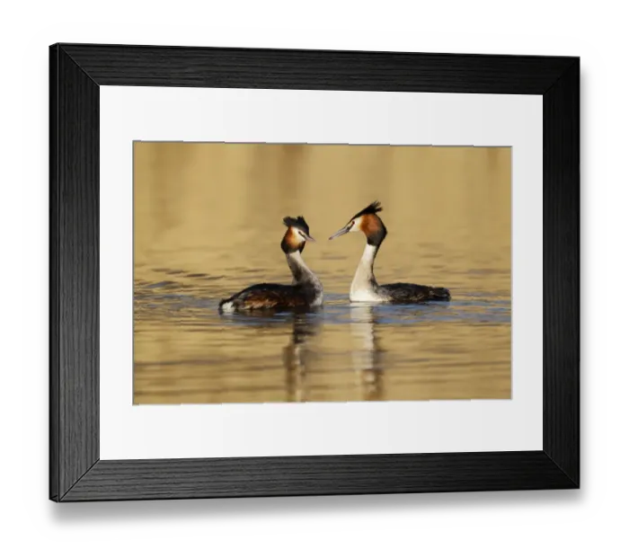 Framed Print : Great Crested Grebe (Podiceps cristatus) adult pair, breeding plumage, displaying on lake, Shropshire, England, March