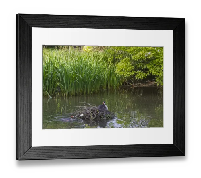 Framed Print : Great Crested Grebe (Podiceps cristatus) adult pair with chick, at nest in river backwater habitat, River Thames Framed Print : Great Crested Grebe (Podiceps cristatus) adult pair with chick, at nest in river backwater habitat, River Thames