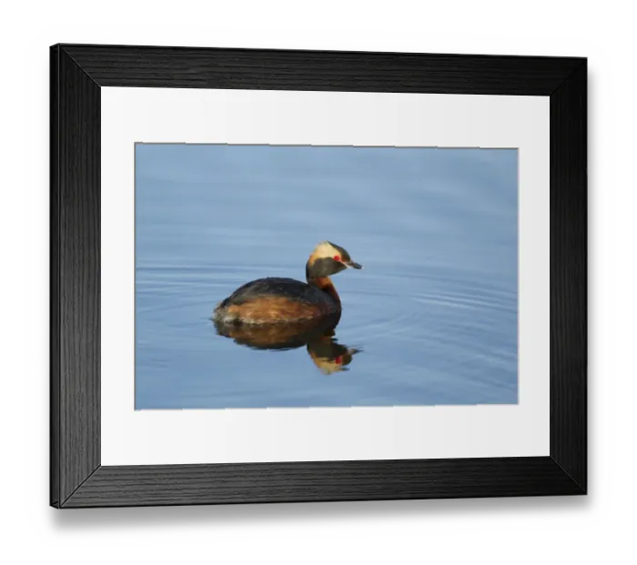 Framed Print : Slavonian Grebe (Podiceps auritus) adult, breeding plumage, swimming, Iceland, June Framed Print : Slavonian Grebe (Podiceps auritus) adult, breeding plumage, swimming, Iceland, June
