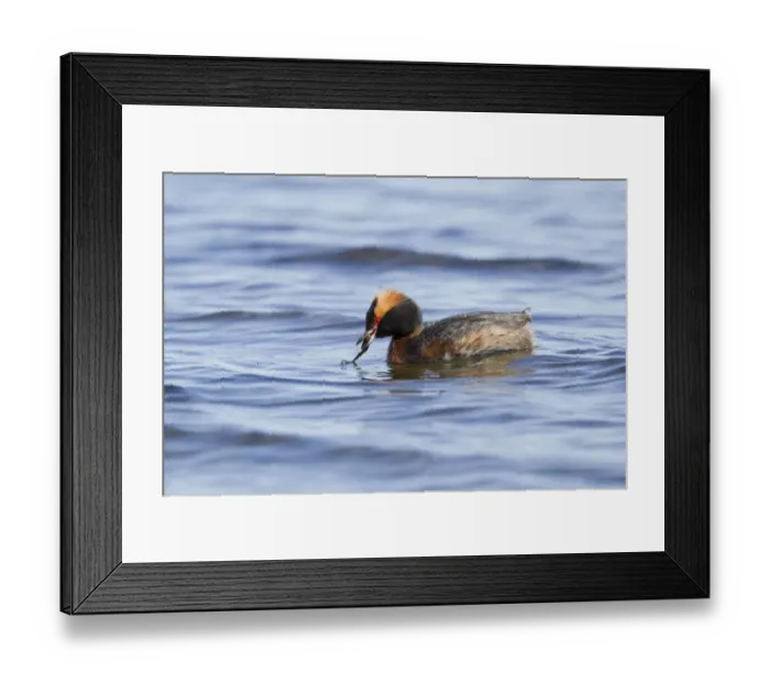 Framed Print : Slavonian Grebe (Podiceps auritus) adult, breeding plumage, feeding on stickleback, Iceland, June Framed Print : Slavonian Grebe (Podiceps auritus) adult, breeding plumage, feeding on stickleback, Iceland, June