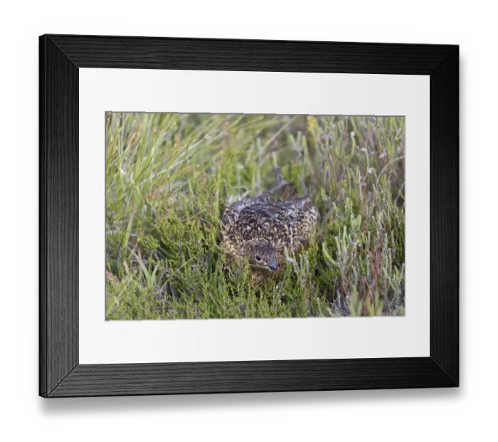 Framed Print : Red Grouse (Lagopus lagopus scoticus) adult female, hiding amongst heather, Lochindorb, Strathspey, Morayshire Framed Print : Red Grouse (Lagopus lagopus scoticus) adult female, hiding amongst heather, Lochindorb, Strathspey, Morayshire