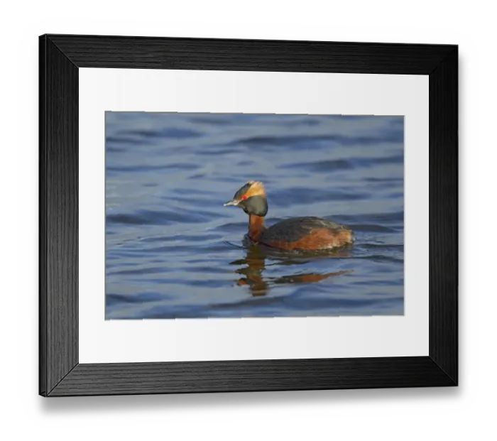Framed Print : Slavonian Grebe (Podiceps auritus) adult, breeding plumage, swimming, Iceland, June Framed Print : Slavonian Grebe (Podiceps auritus) adult, breeding plumage, swimming, Iceland, June
