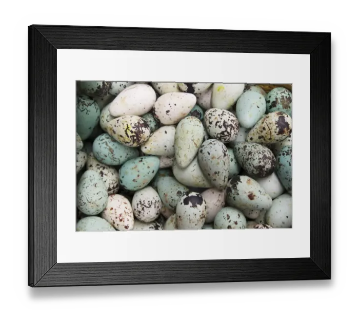Framed Print : Common Guillemot (Uria aalge) eggs, for sale in supermarket, Iceland, June Framed Print : Common Guillemot (Uria aalge) eggs, for sale in supermarket, Iceland, June