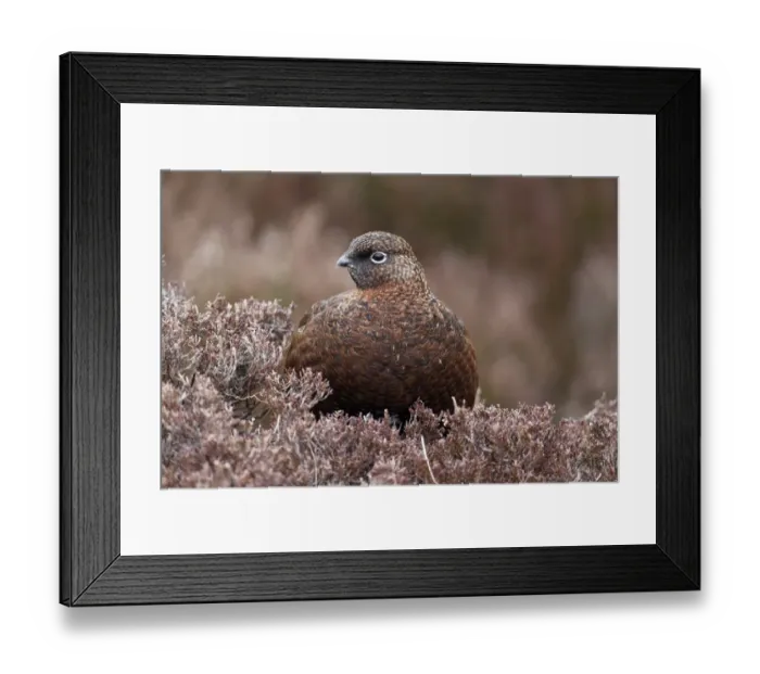 Framed Print : Red Grouse (Lagopus lagopus scoticus) adult female, standing in heather on moorland, Yorkshire, England, March Framed Print : Red Grouse (Lagopus lagopus scoticus) adult female, standing in heather on moorland, Yorkshire, England, March