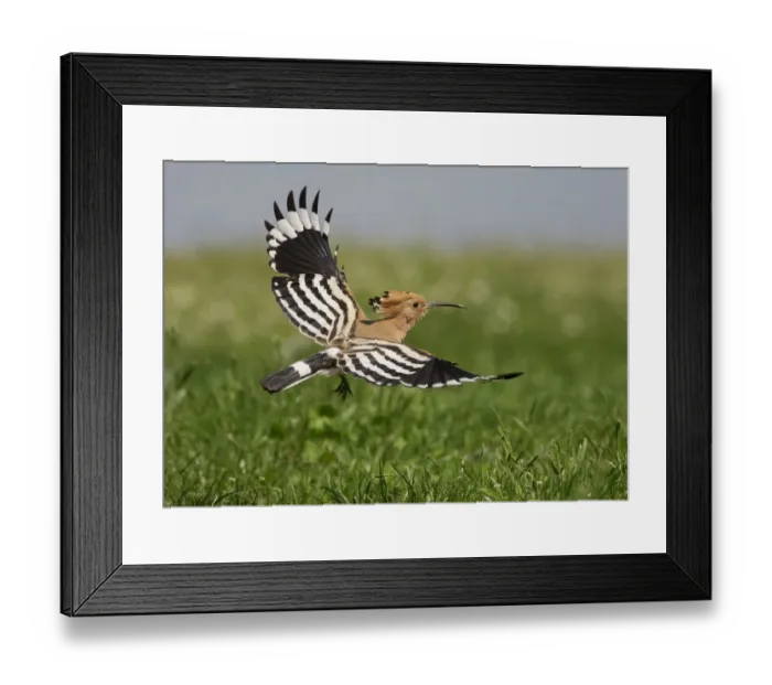 Framed Print : Eurasian Hoopoe (Upupa epops) adult, in flight, Hortobagy N. P. Hungary, April