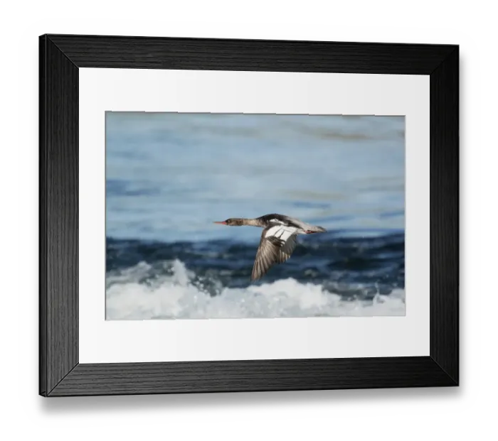 Framed Print : Red-breasted Merganser (Mergus serrator) adult female, in flight over water, Iceland, June Framed Print : Red-breasted Merganser (Mergus serrator) adult female, in flight over water, Iceland, June